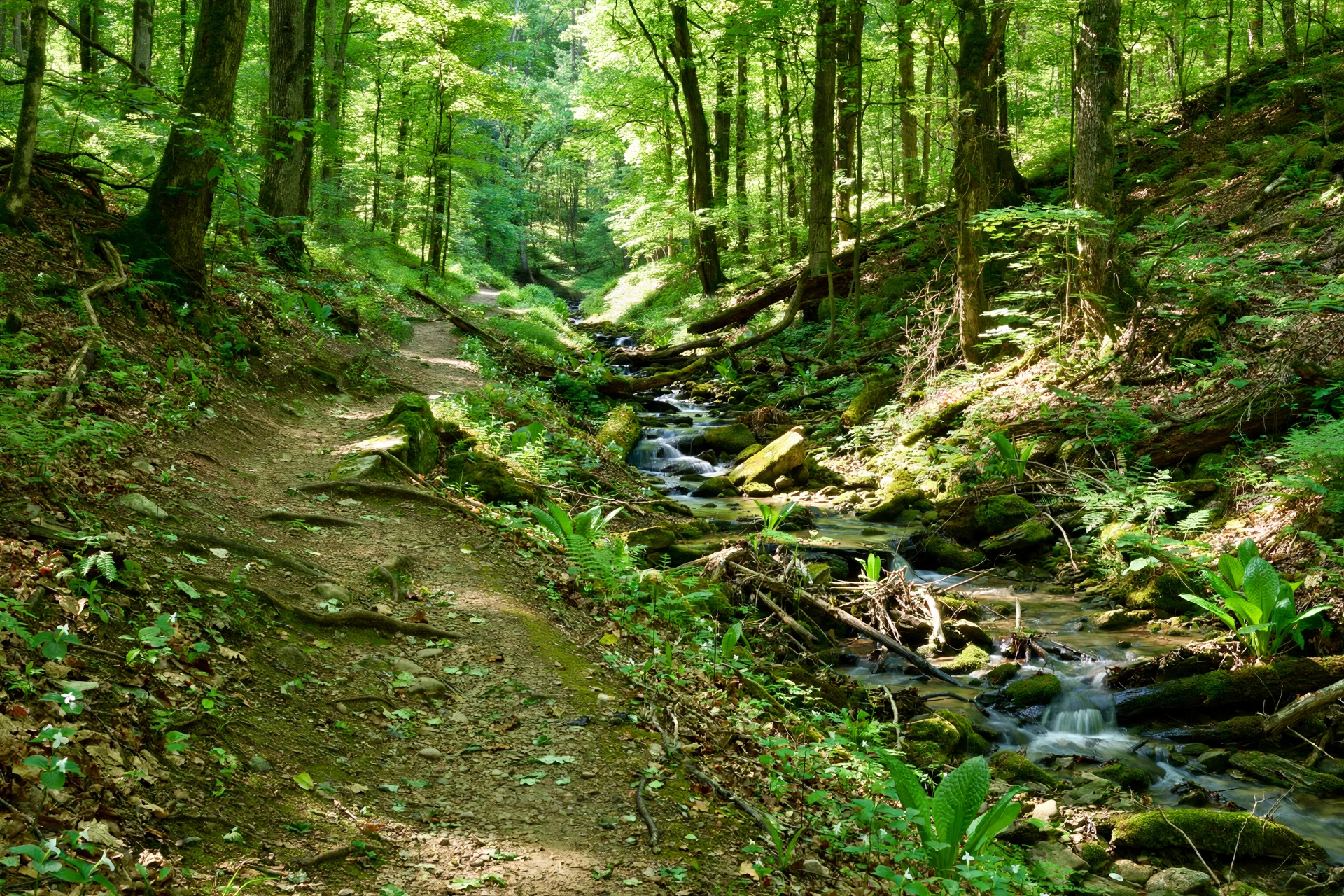 Wooded creek valley trail near Forest Park Ohio with the Mill Creek corridor