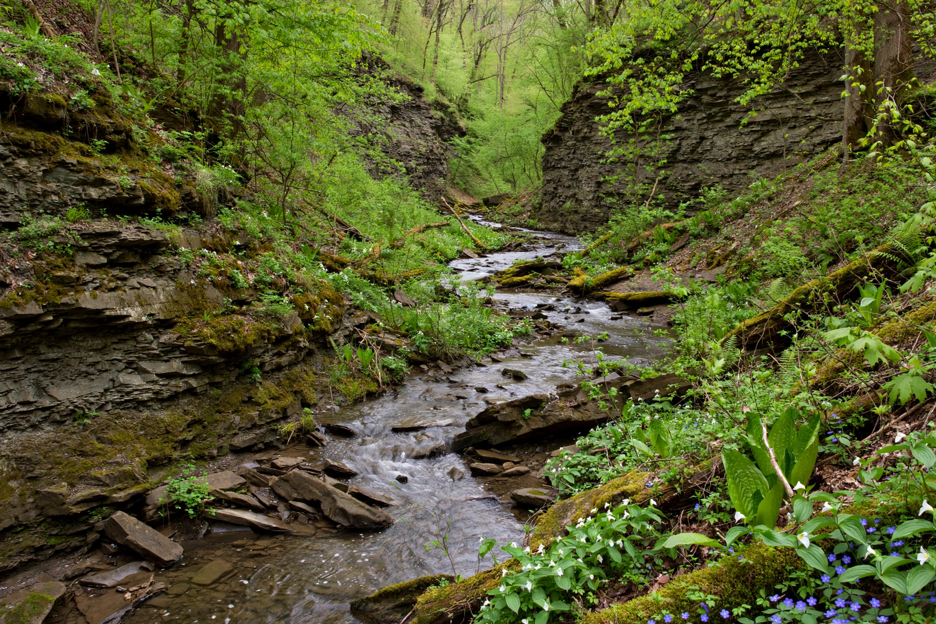Big Creek winding through a wooded valley with shale cliffs in the Big Creek Reservation near Parma Heights, Ohio